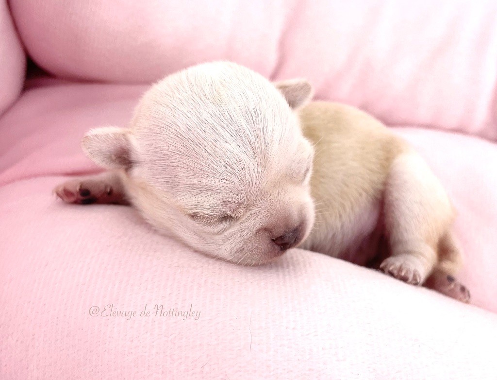 de Nottingley - Chiot disponible  - Chihuahua