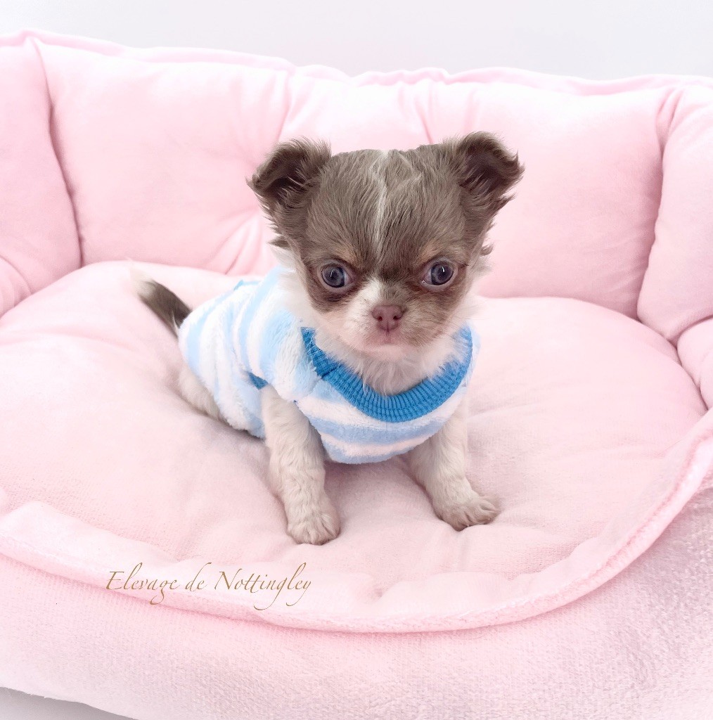 de Nottingley - Chiot disponible  - Chihuahua