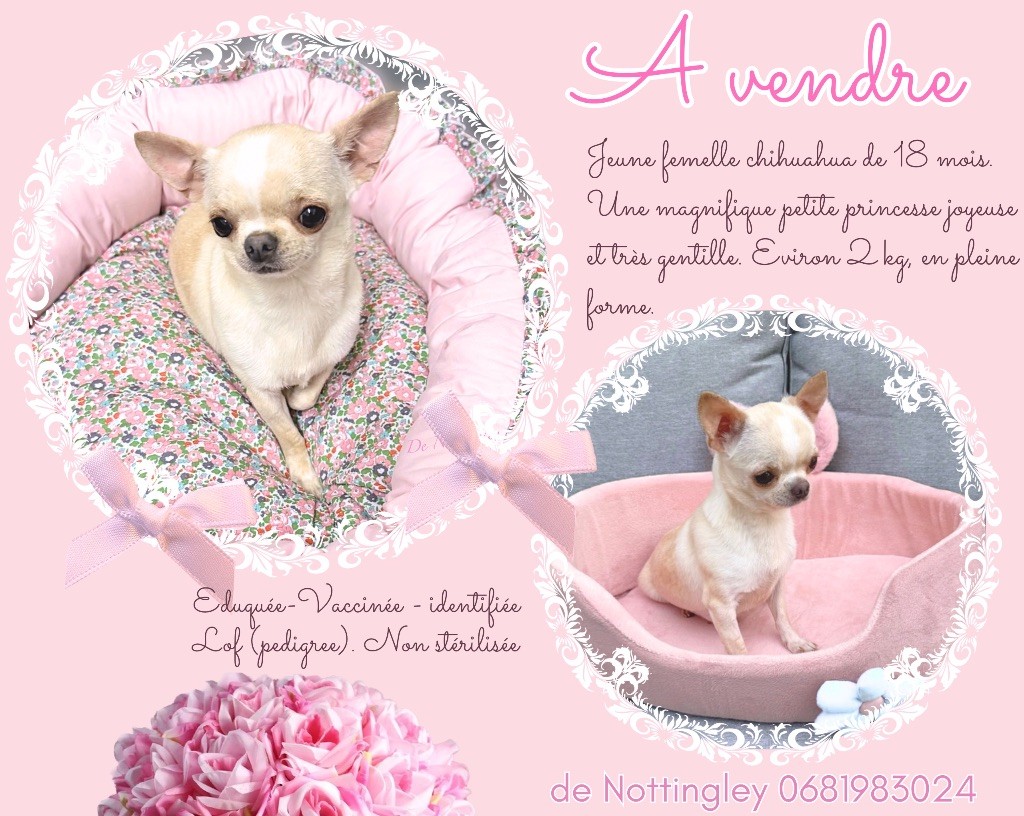 jeune femelle à vendre