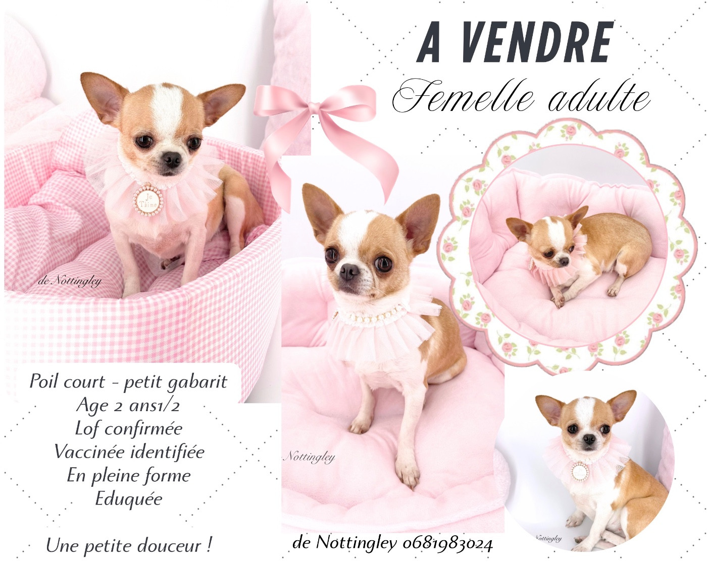 Jeune femelle chihuahua adulte disponible