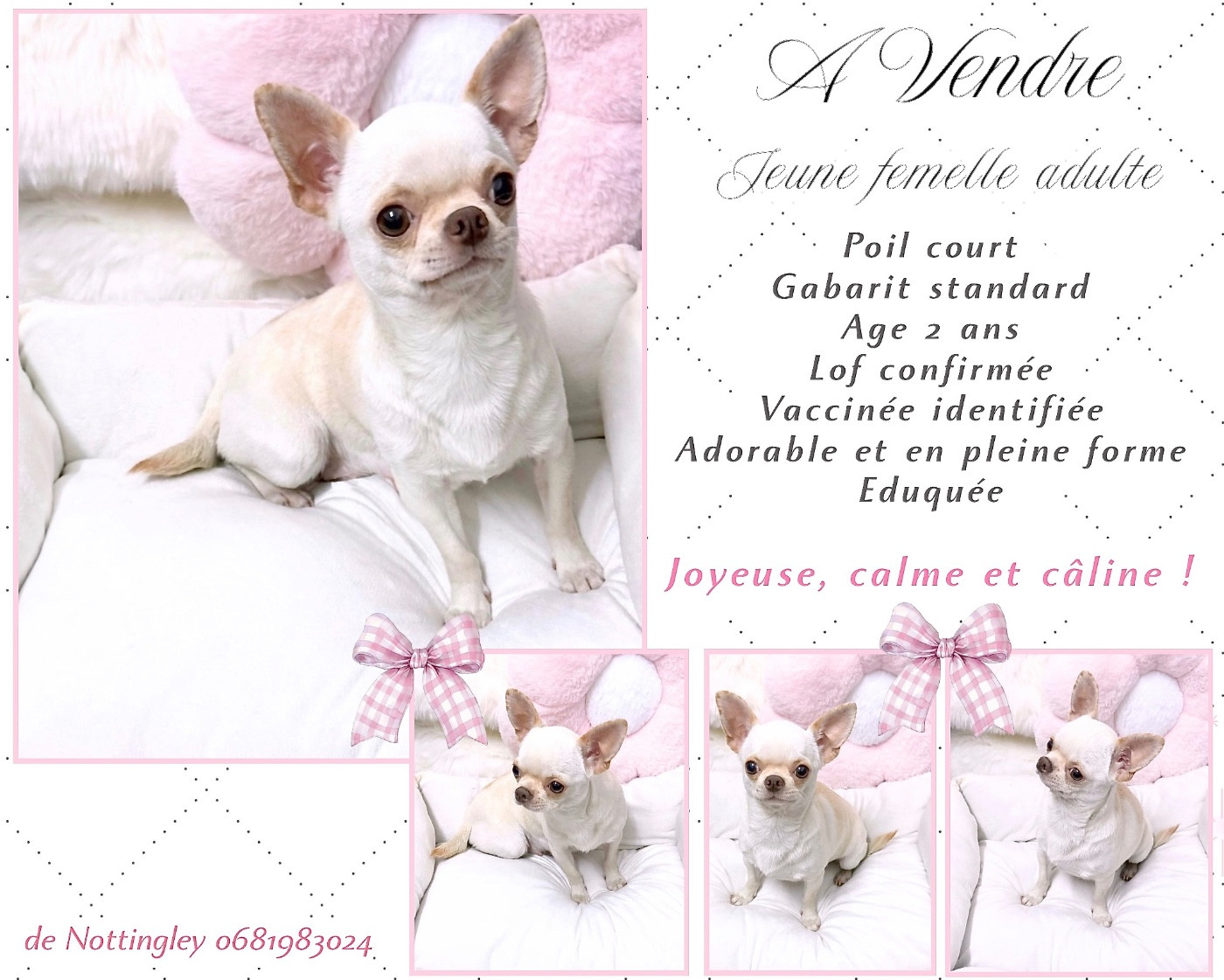 jeune femelle chihuahua