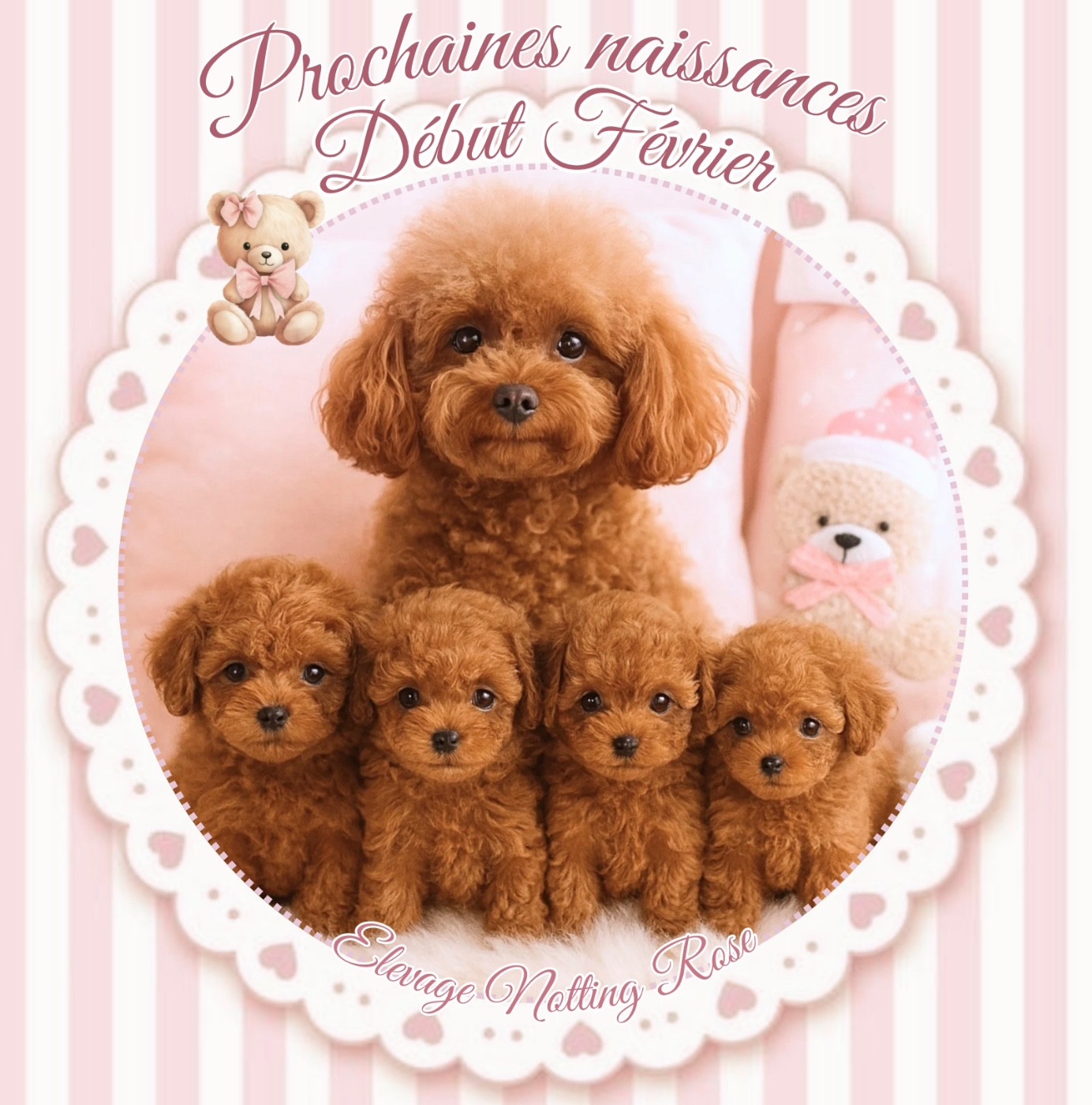 Naissances chiots caniches toy