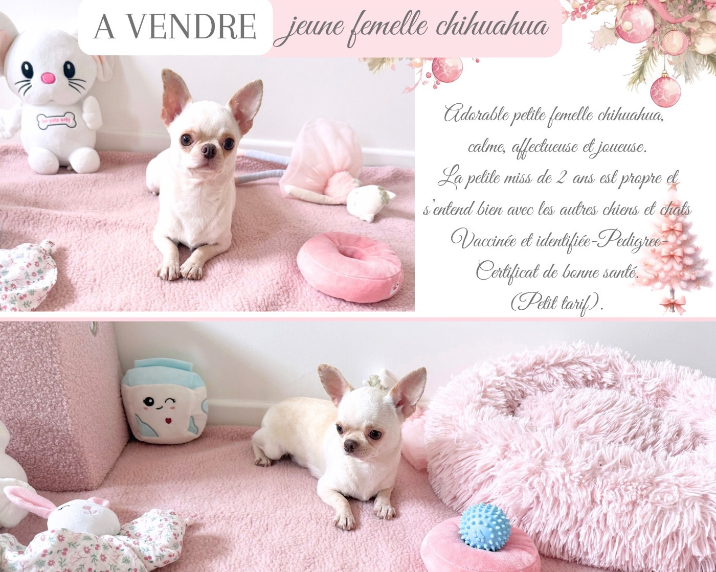 de Nottingley - femelle chihuahua disponible