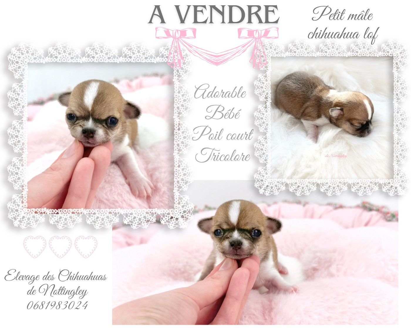 chiot chihuahua a vendre