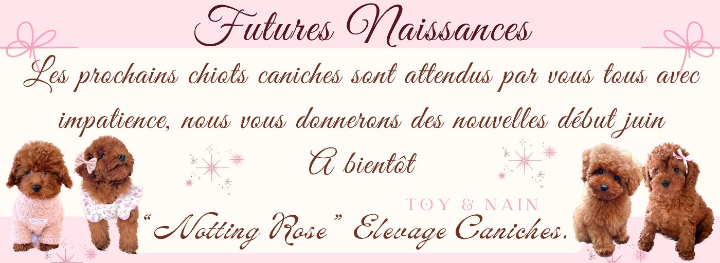 chiots caniches toys et nains