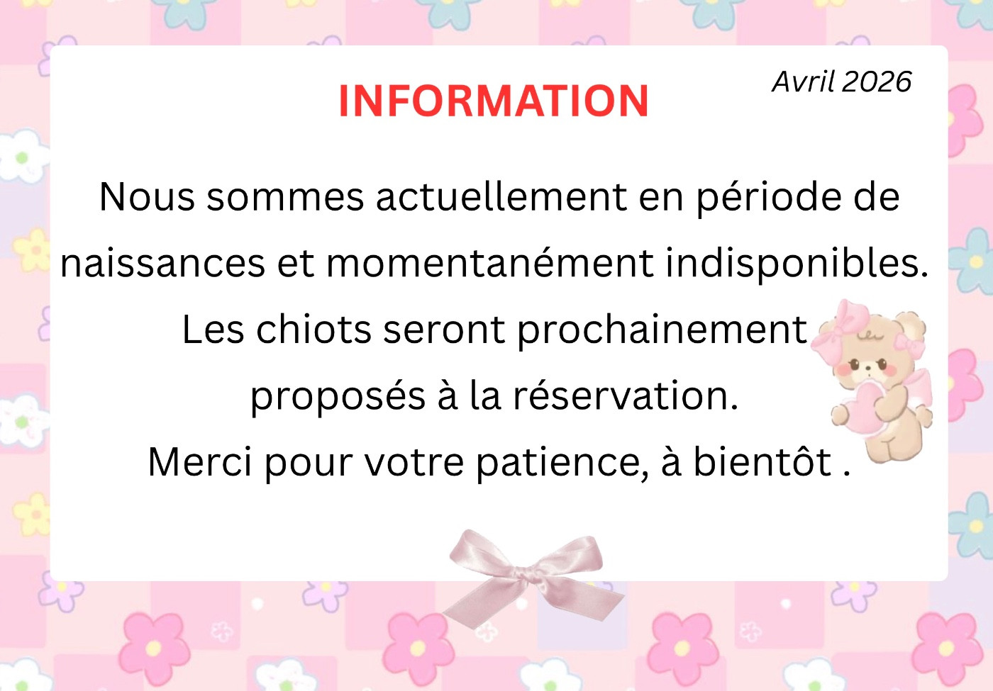 Chiots caniches toy et nain à vendre