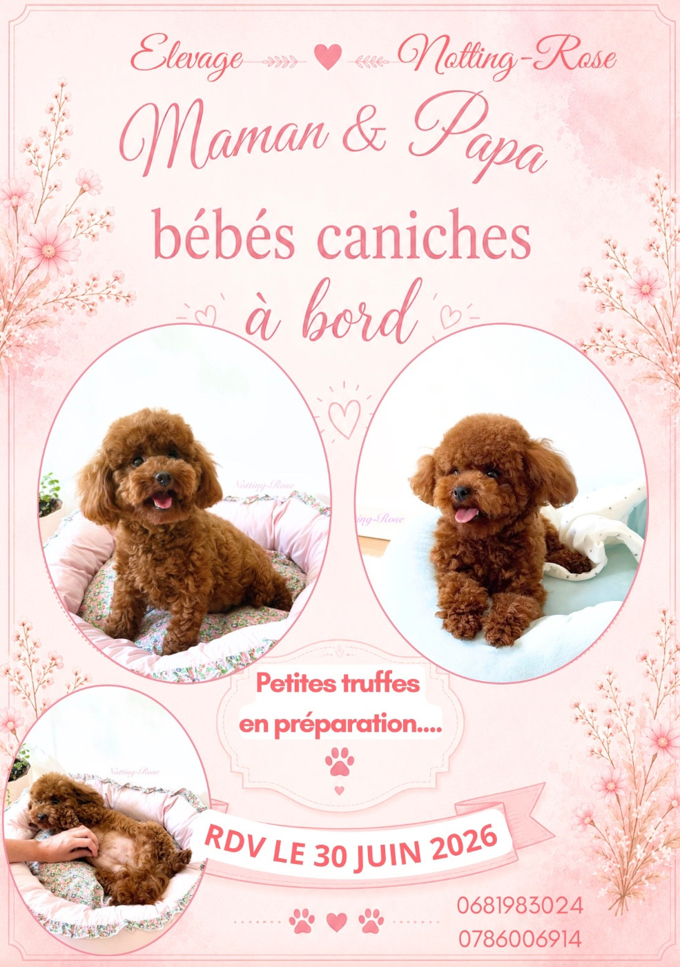chiots caniches toys et nains à vendre