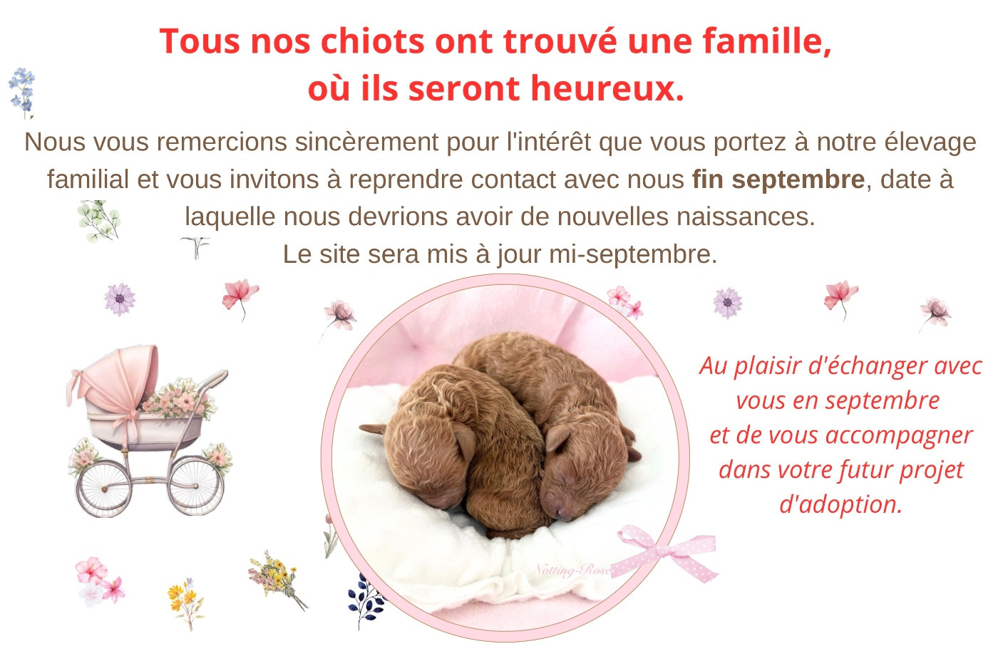 caniche toy ou nain