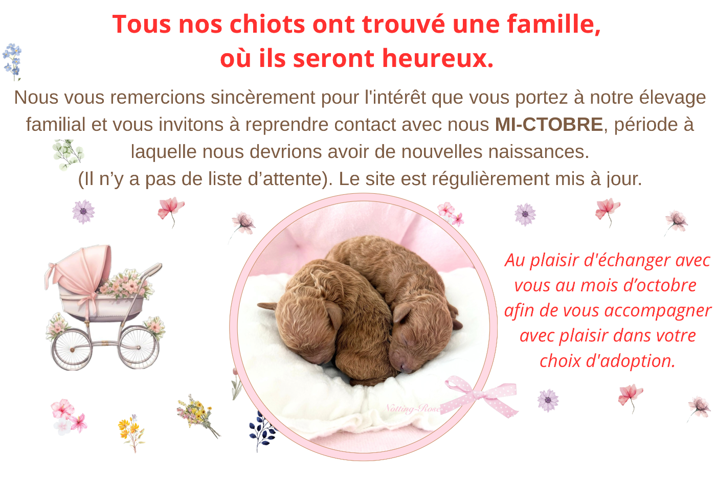 caniche toy ou nain