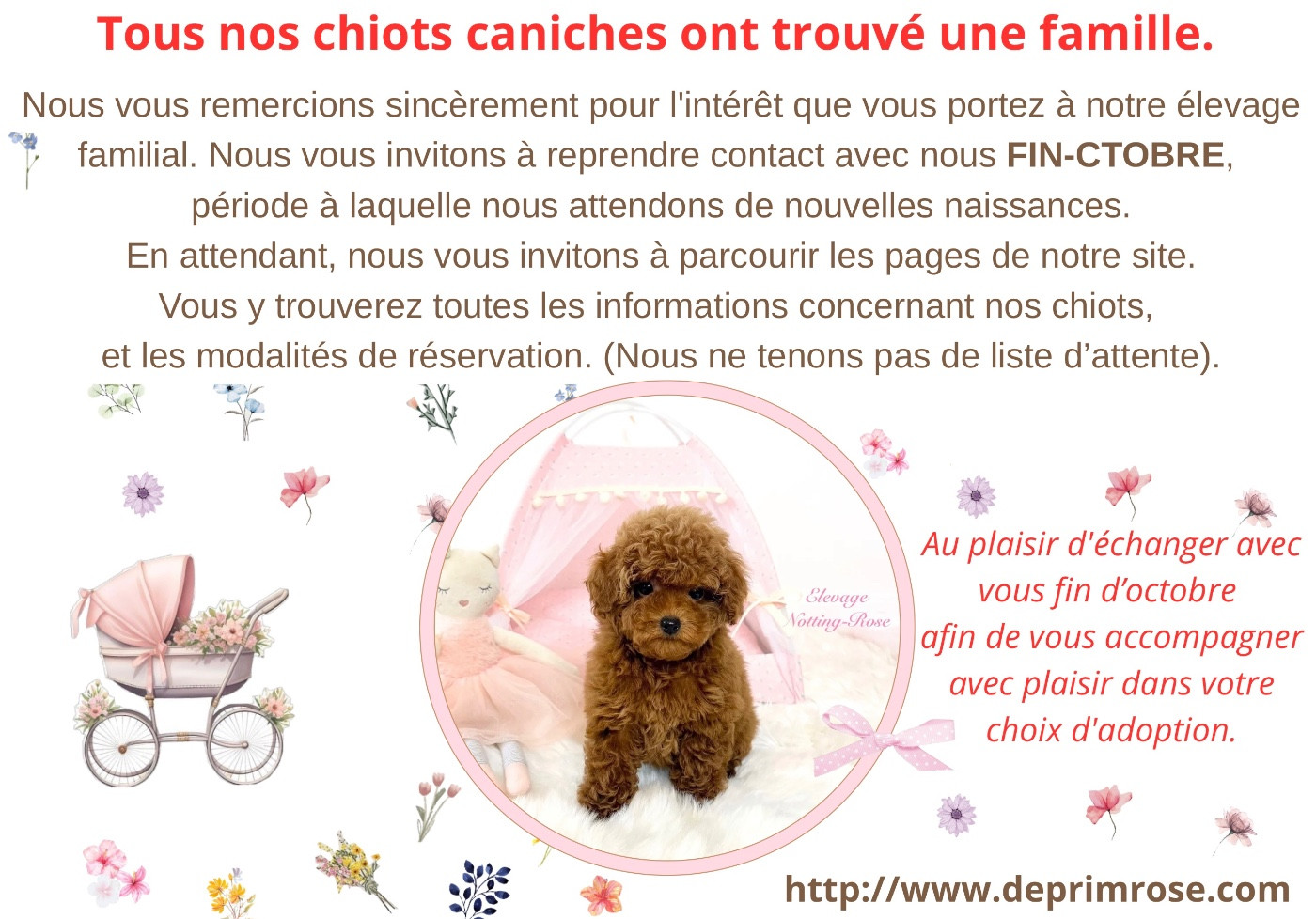 chiot caniche toy ou caniche nain