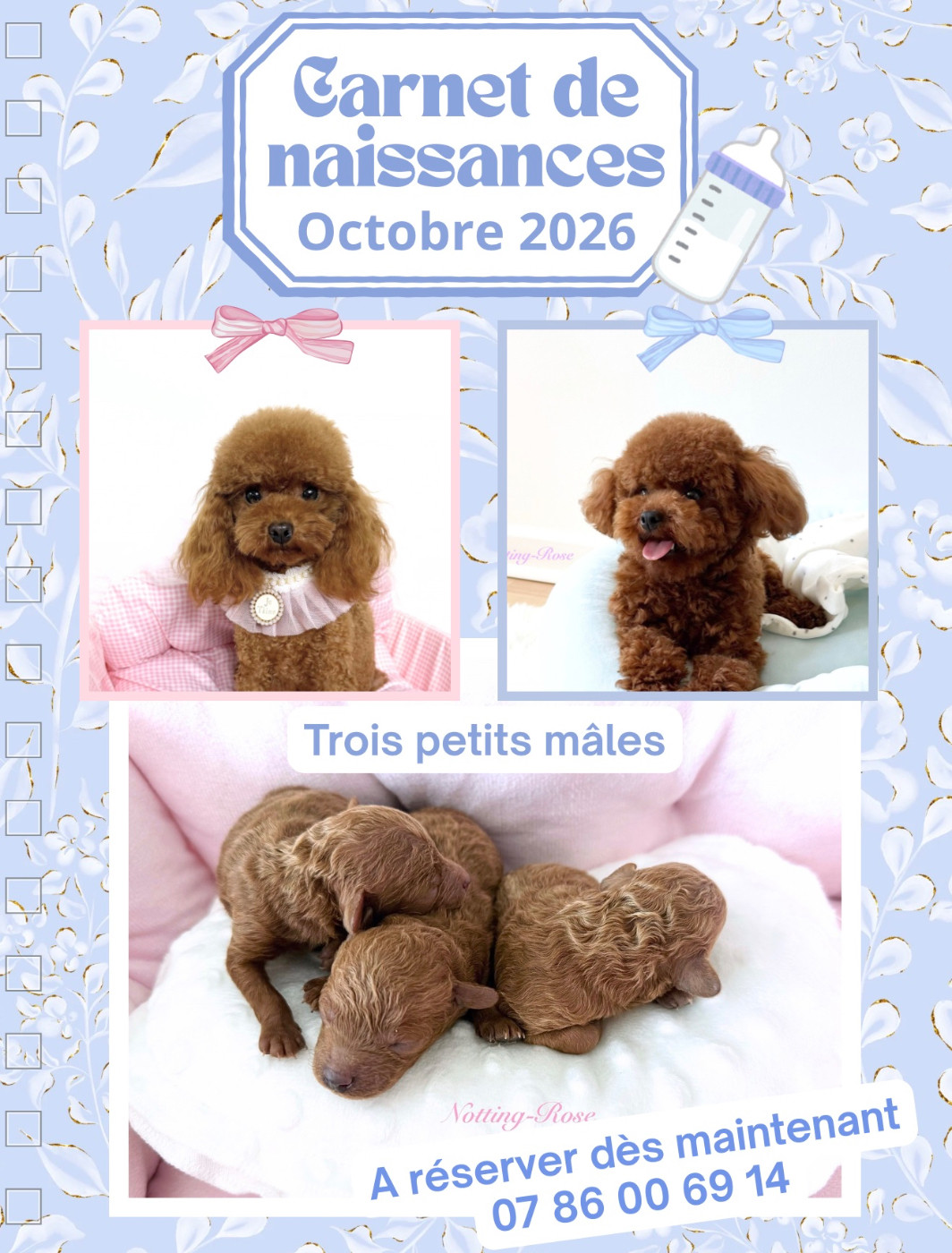 chiot caniche à vendre