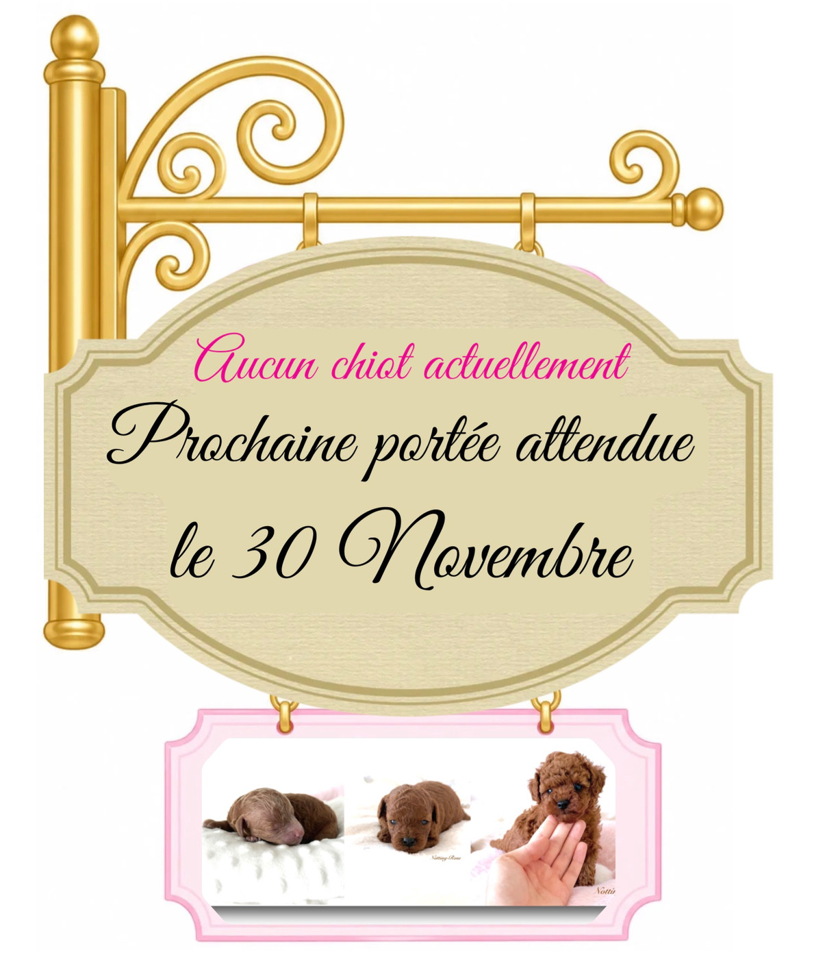 chiot caniche à vendre