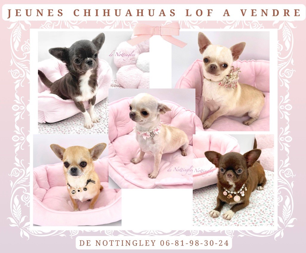 Adultes et adolescents chihuahuas disponibles