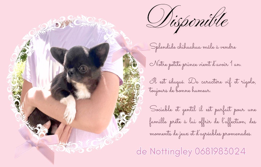 Chihuahua mâle de un an disponible
