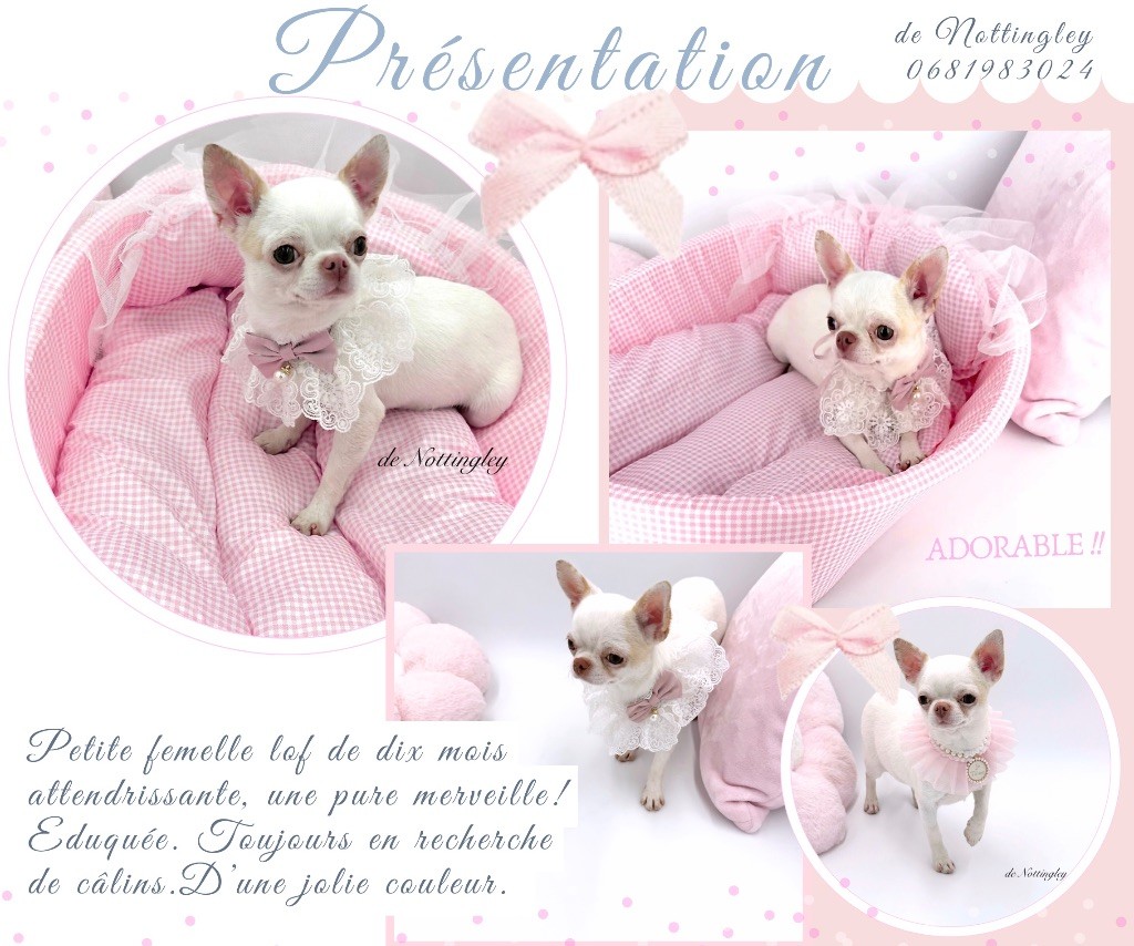 de Nottingley - femelle disponible