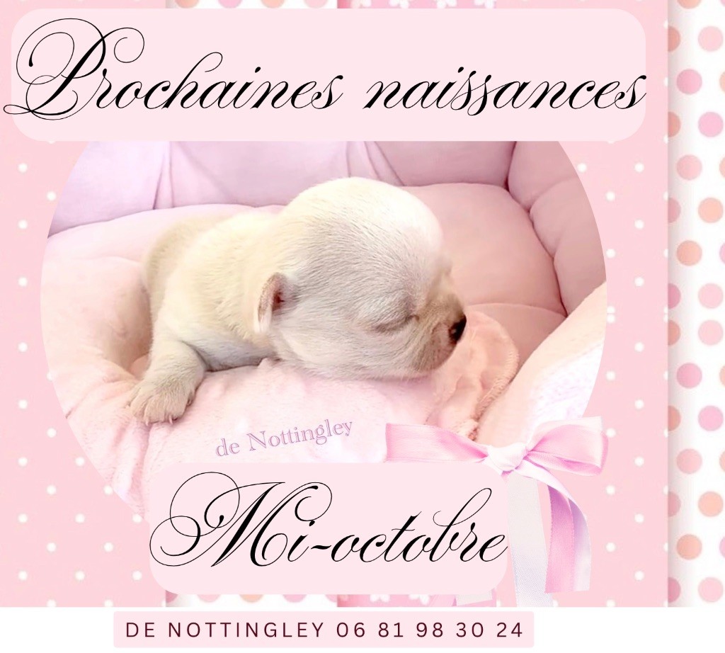 de Nottingley - chiots chihuahua à vendre