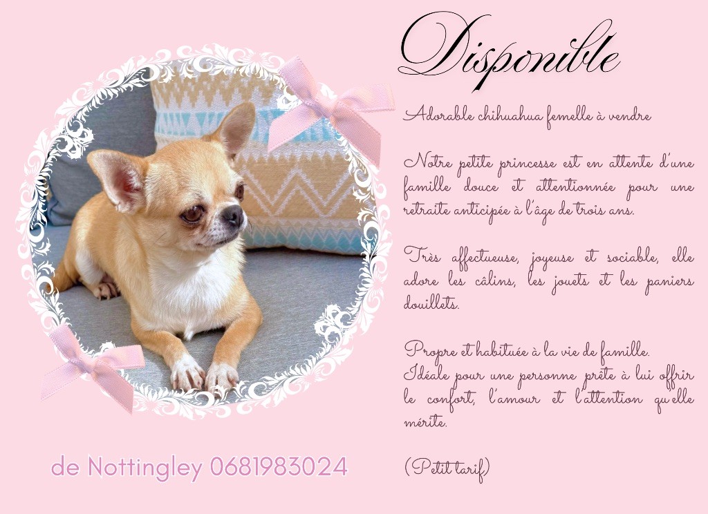 Jeune femelle chihuahua disponible