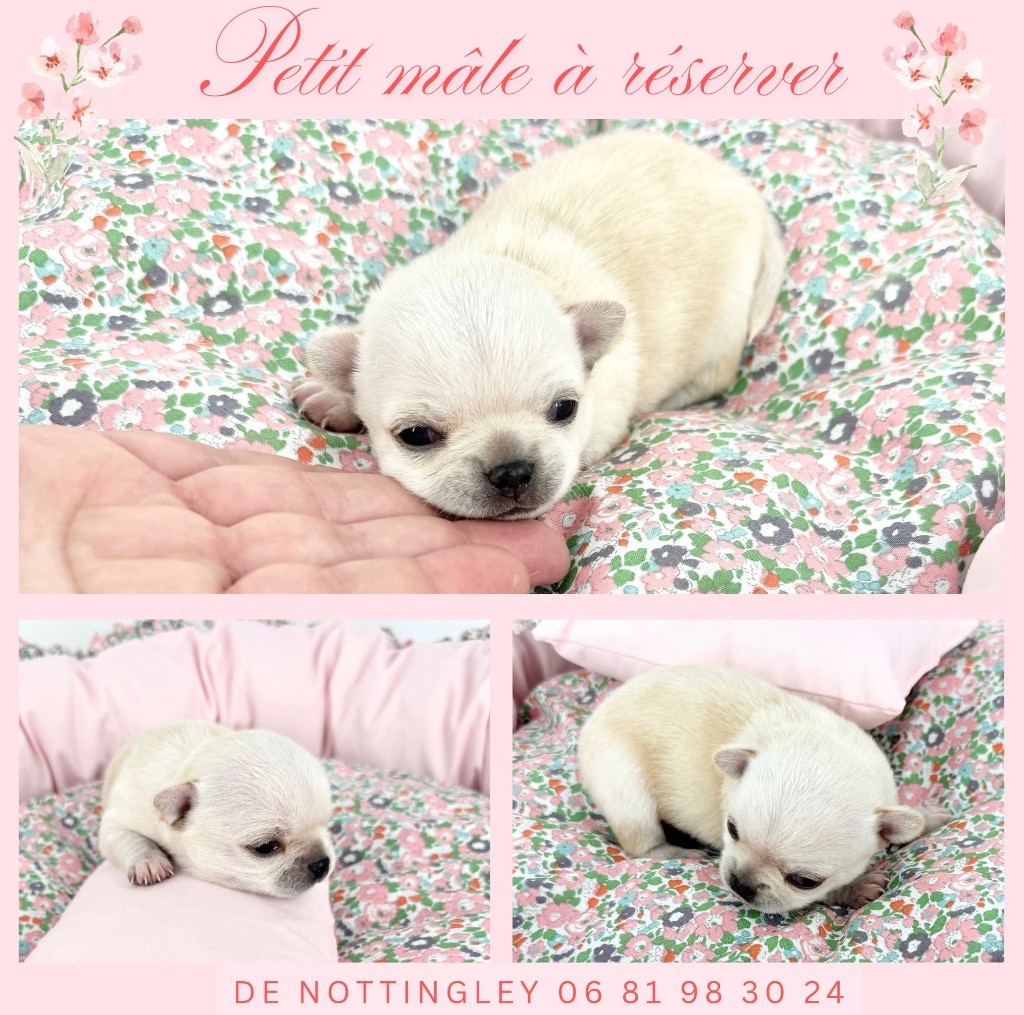 chiot chihuahua