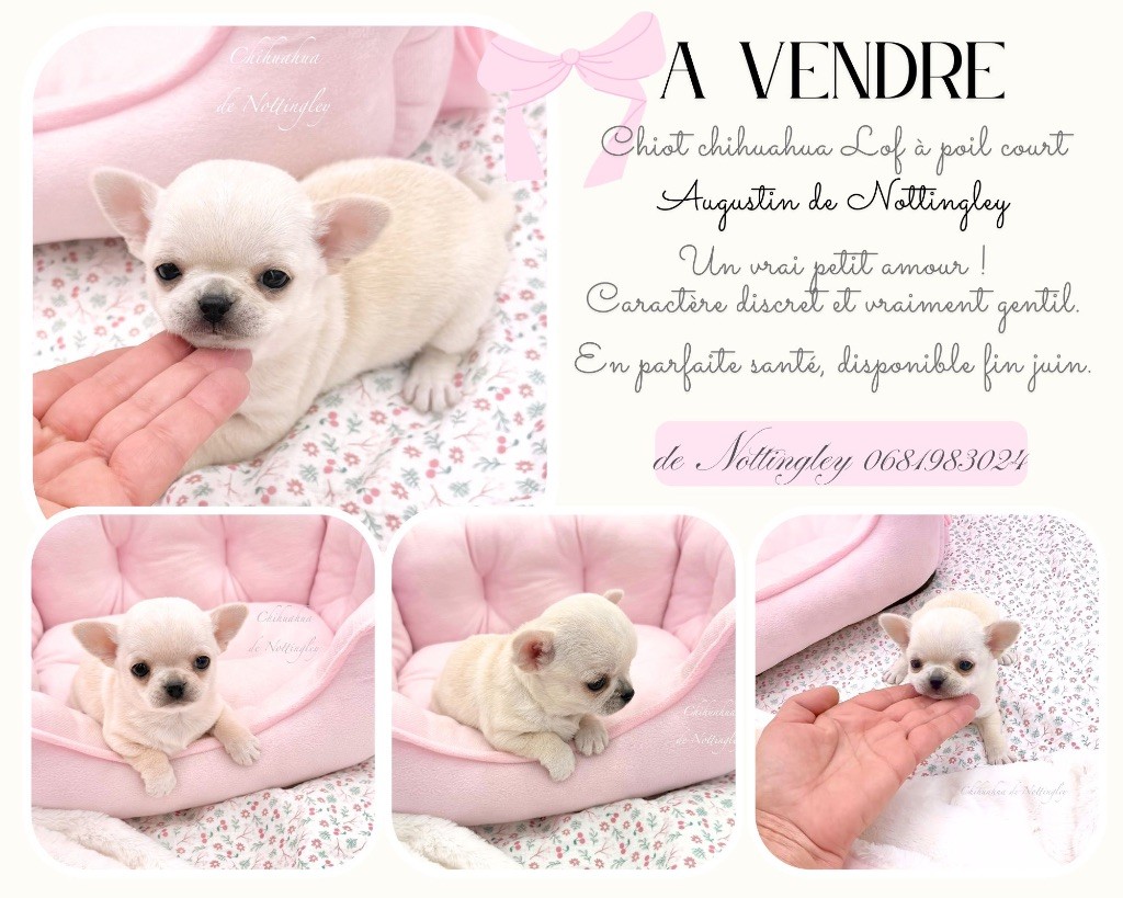 chiot mâle à vendre