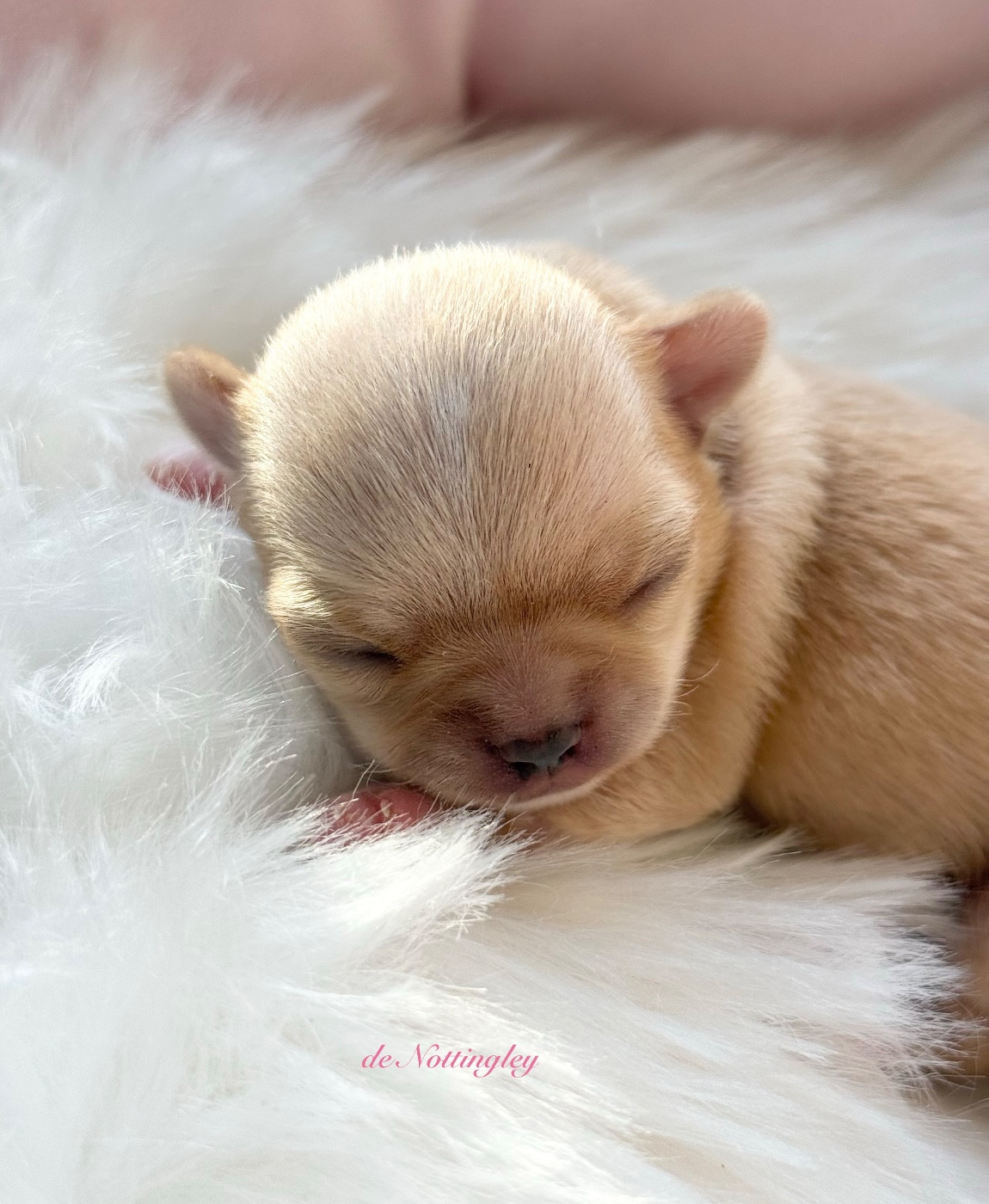 de Nottingley - Chihuahua - Portée née le 29/12/2025