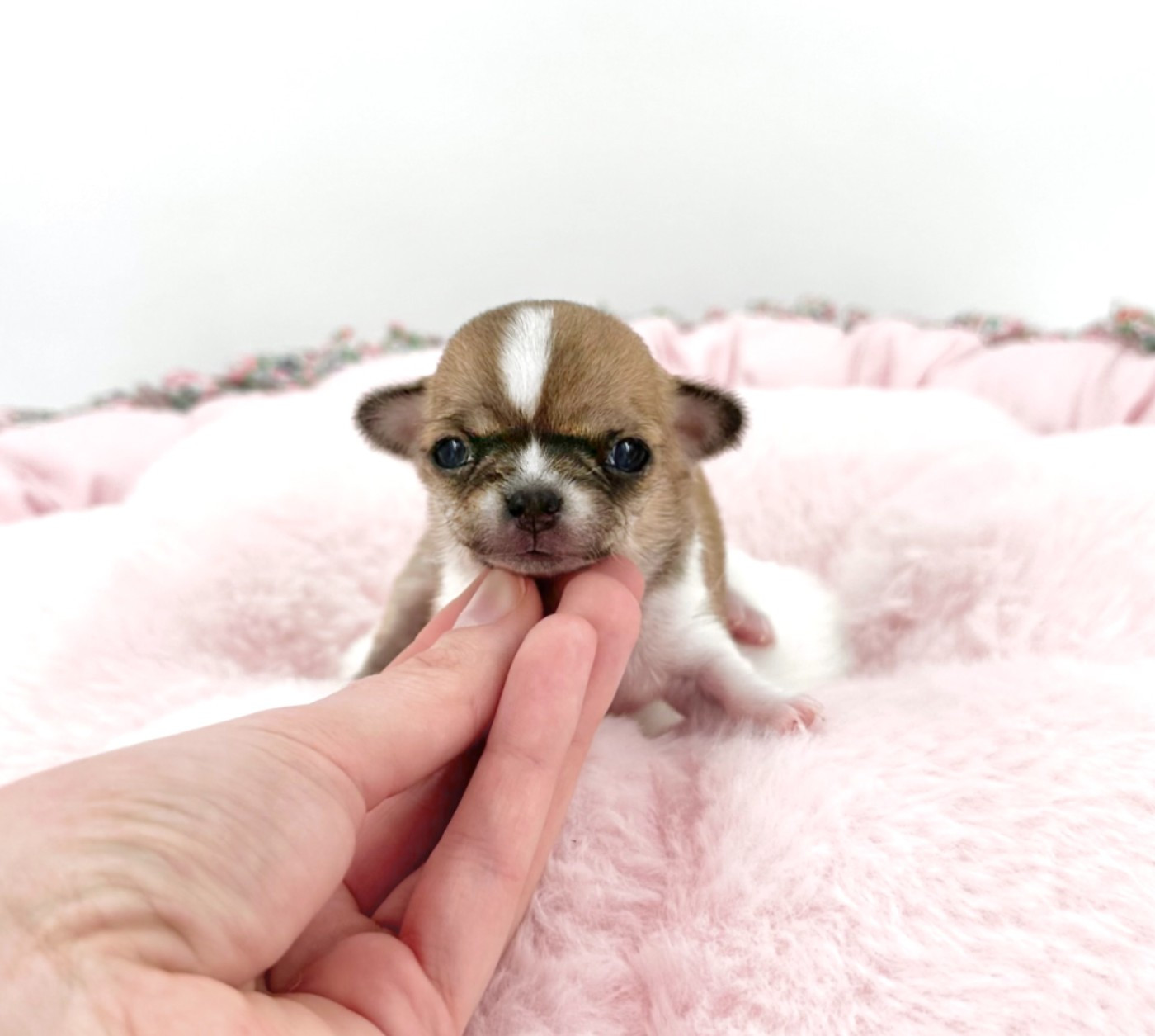 de Nottingley - Chiots disponibles - Chihuahua