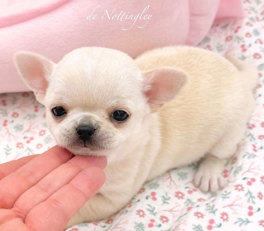 de Nottingley - Chiots disponibles - Chihuahua