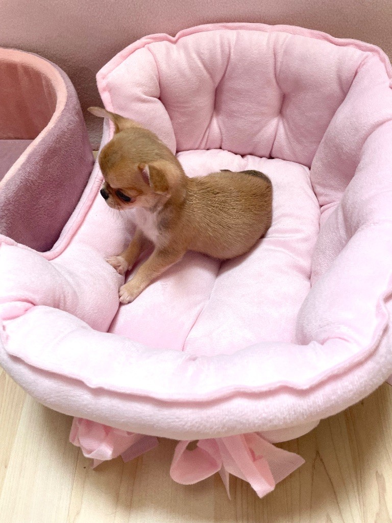 de Nottingley - Chiots disponibles - Chihuahua