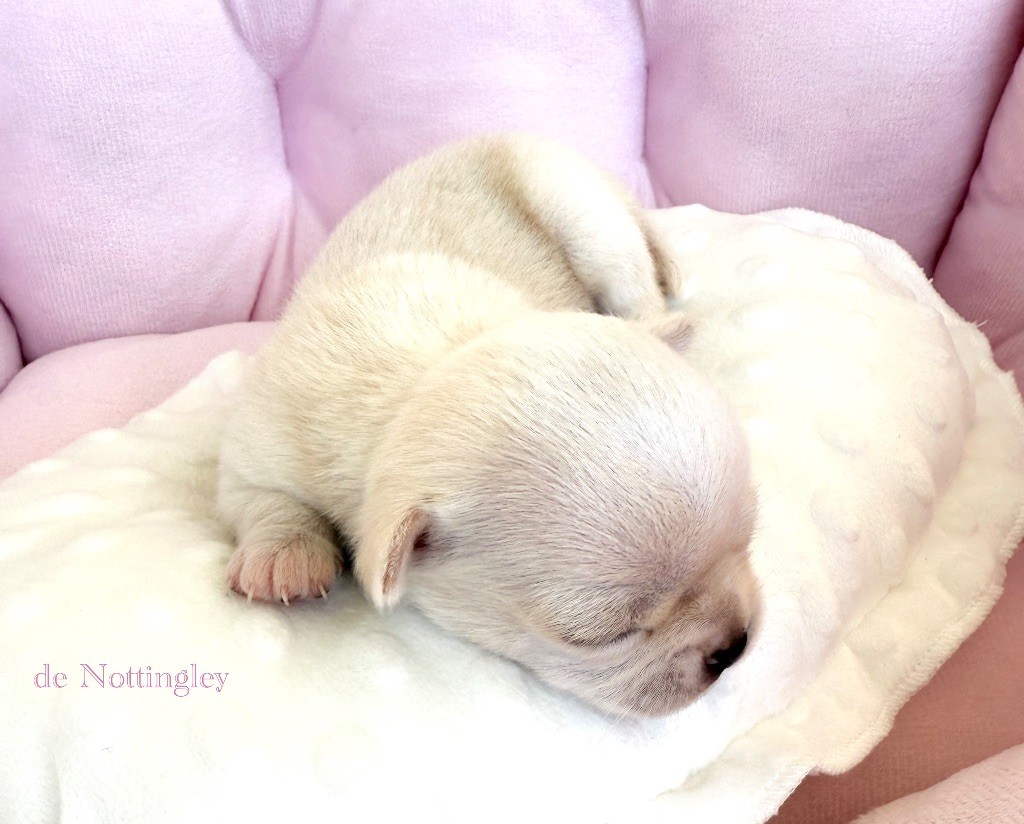 de Nottingley - Chiots disponibles - Chihuahua