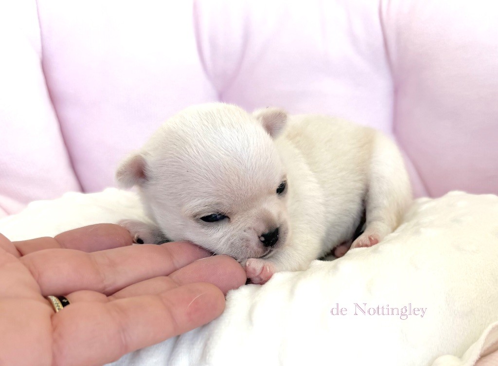de Nottingley - Chiots disponibles - Chihuahua