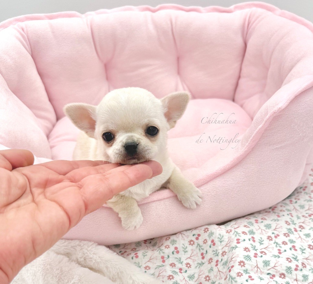 de Nottingley - Chiots disponibles - Chihuahua