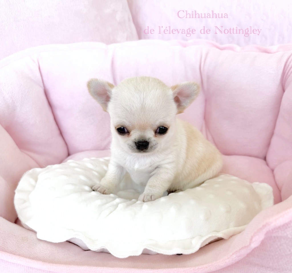 de Nottingley - Chiots disponibles - Chihuahua