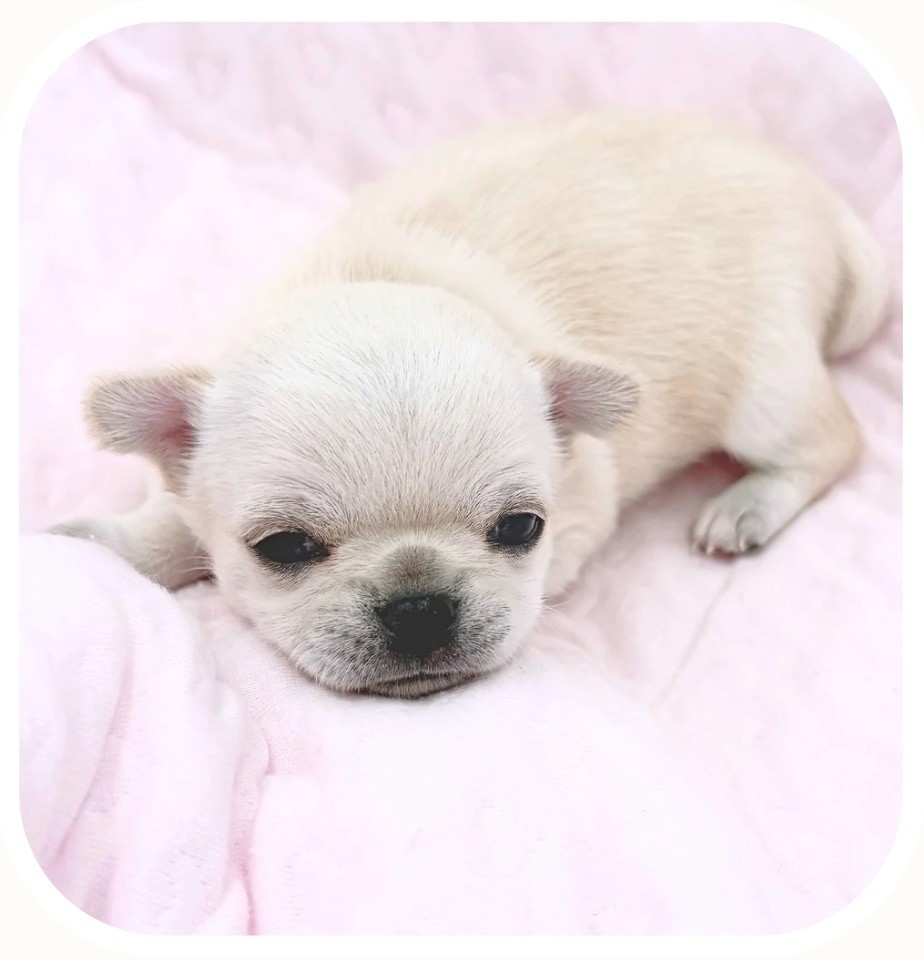 de Nottingley - Chiots disponibles - Chihuahua