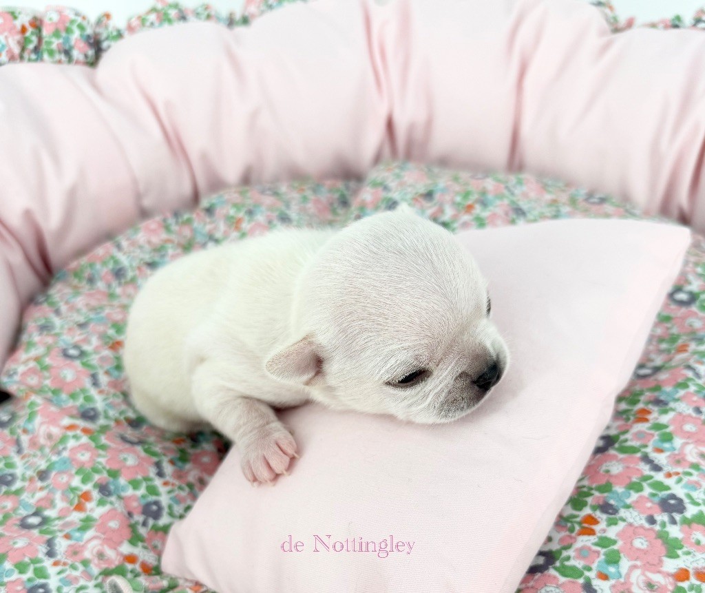 de Nottingley - Chiots disponibles - Chihuahua