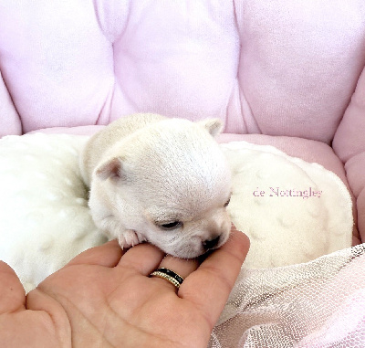 CHIOT 4