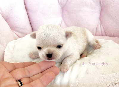 CHIOT 2