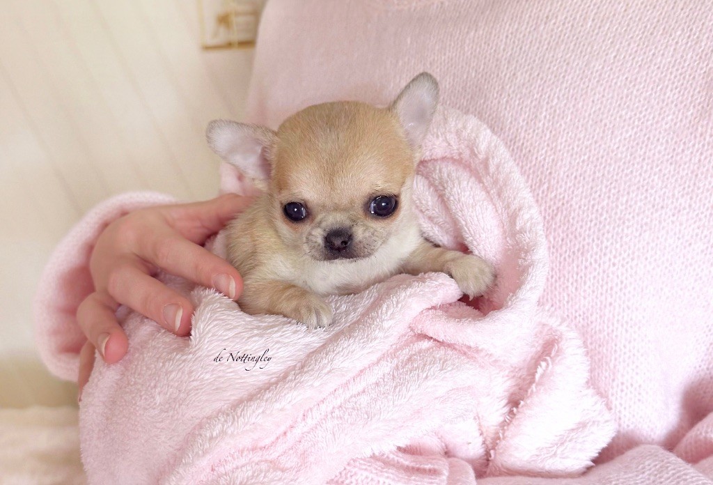 de Nottingley - Chiots disponibles - Chihuahua