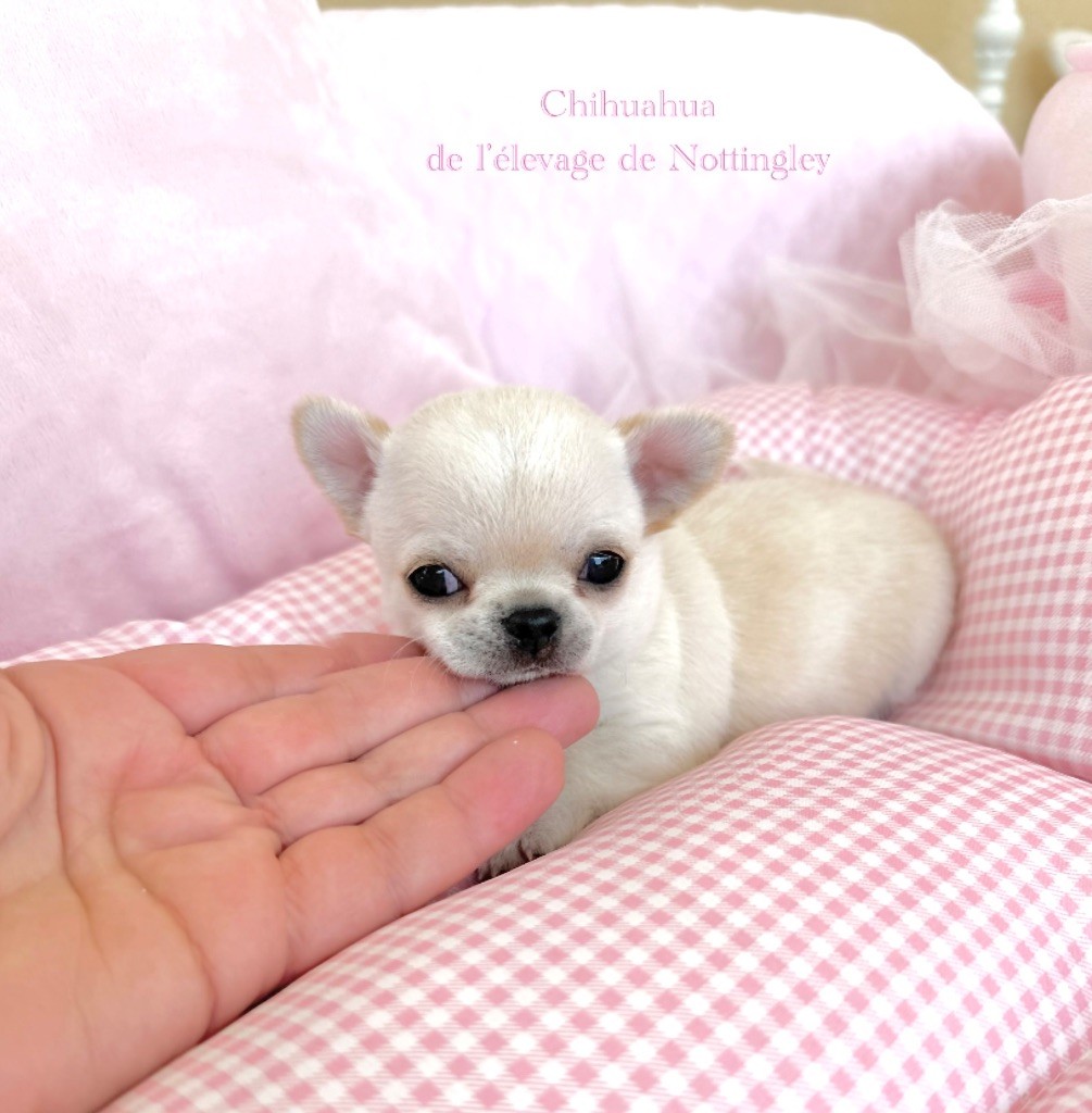 de Nottingley - Chiots disponibles - Chihuahua