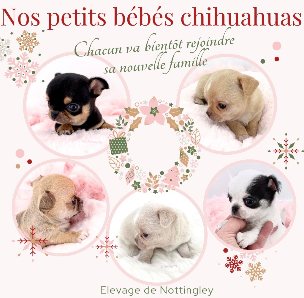 de Nottingley - Chihuahua - Portée née le 10/10/2023