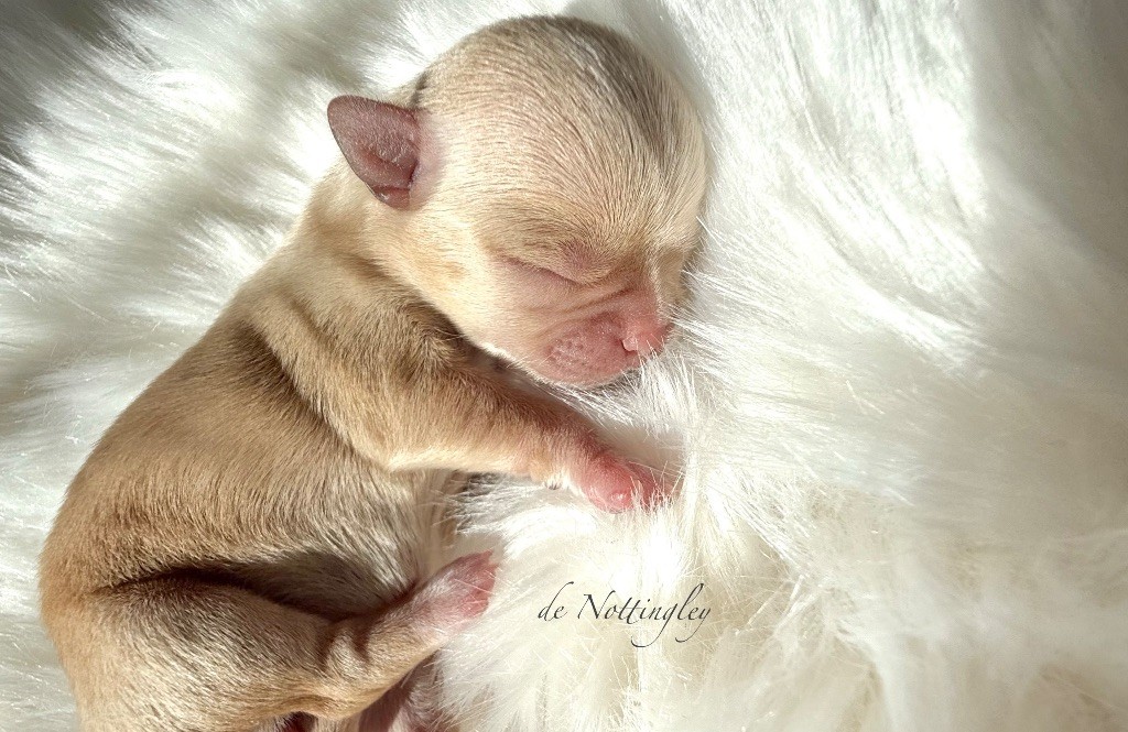 de Nottingley - Chihuahua - Portée née le 26/09/2025