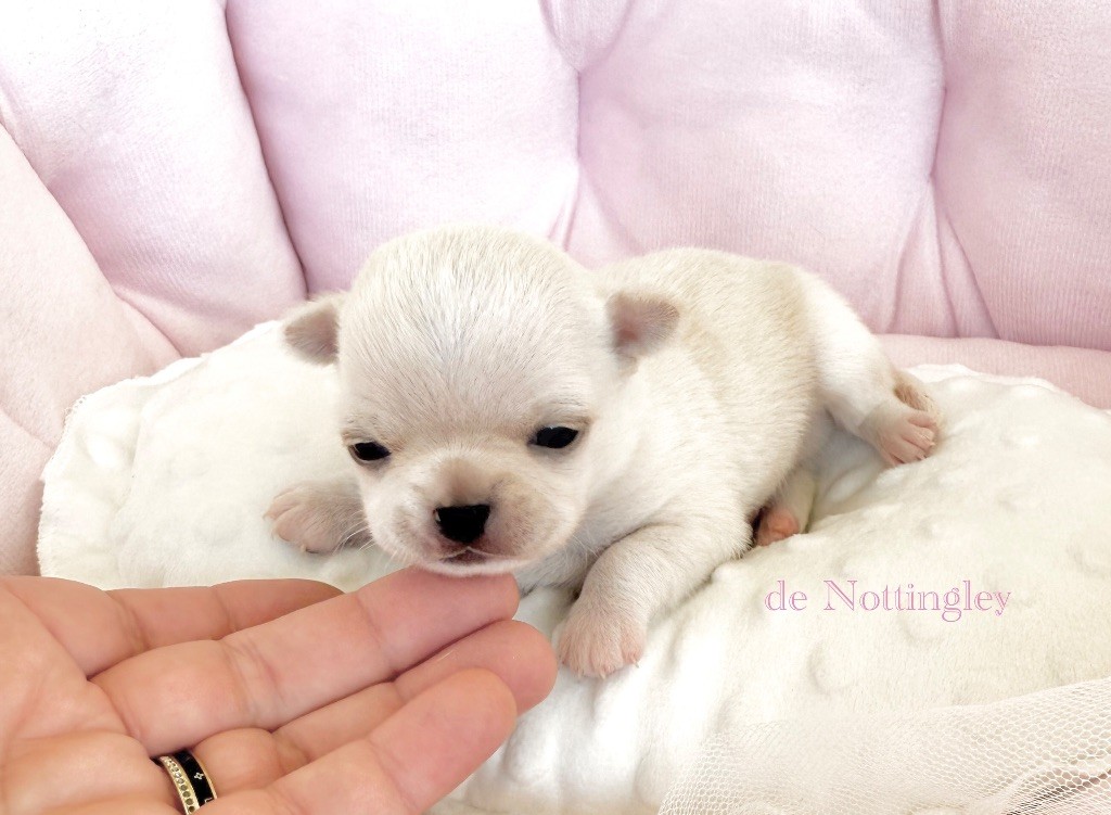 de Nottingley - Chiots disponibles - Chihuahua