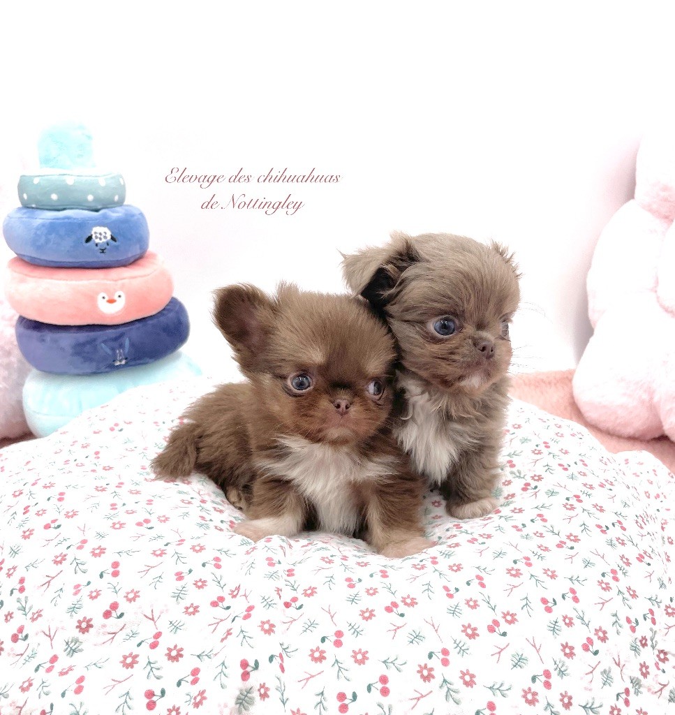 de Nottingley - Chihuahua - Portée née le 28/12/2024