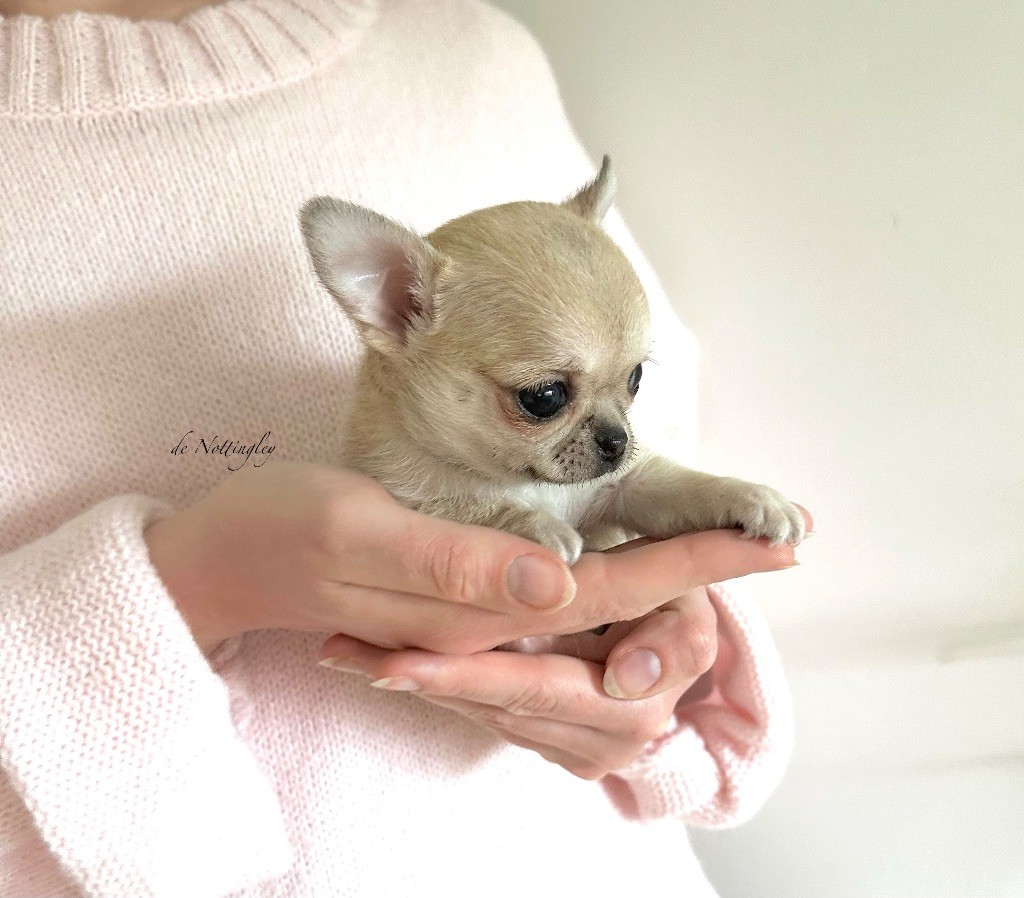 de Nottingley - Chiots disponibles - Chihuahua
