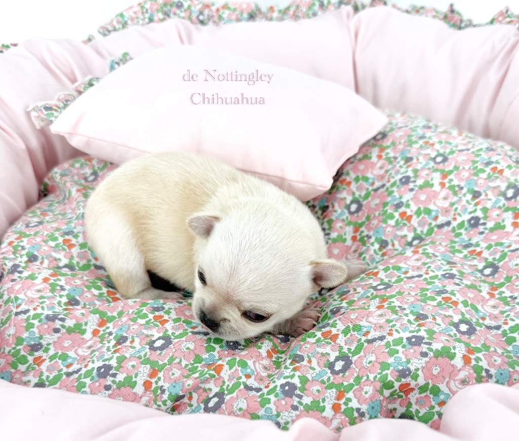 de Nottingley - Chiots disponibles - Chihuahua