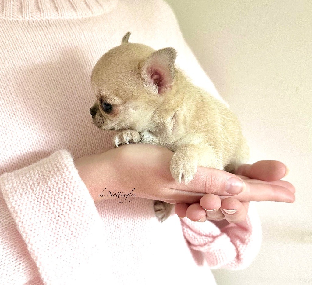 de Nottingley - Chihuahua - Portée née le 27/02/2025